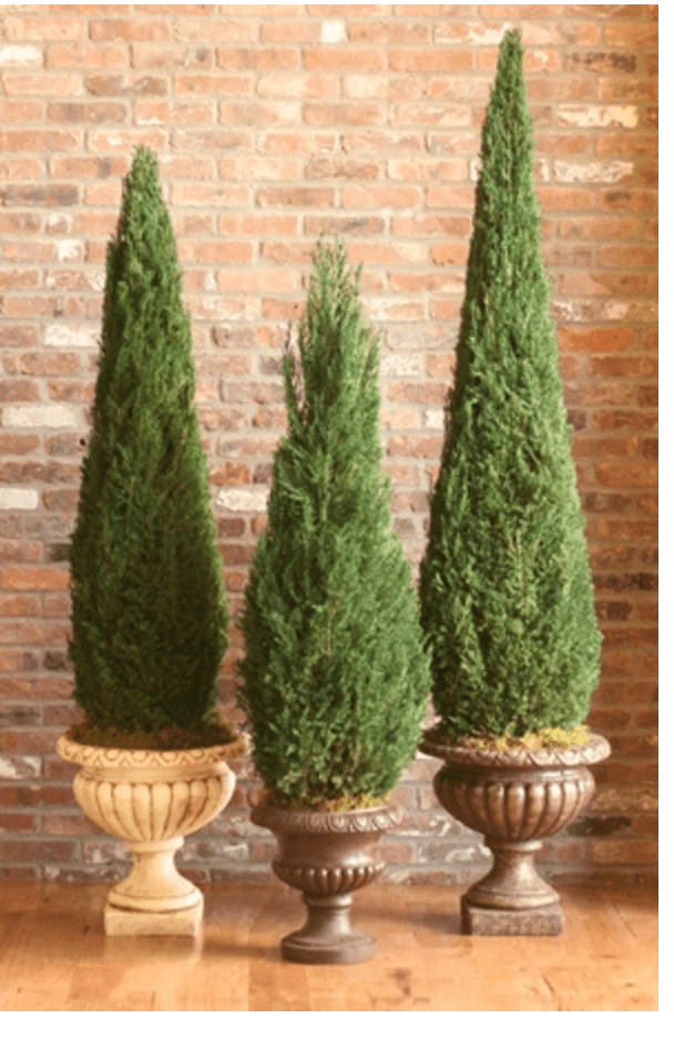 Preseved Cone Topiary 60 inches tall
